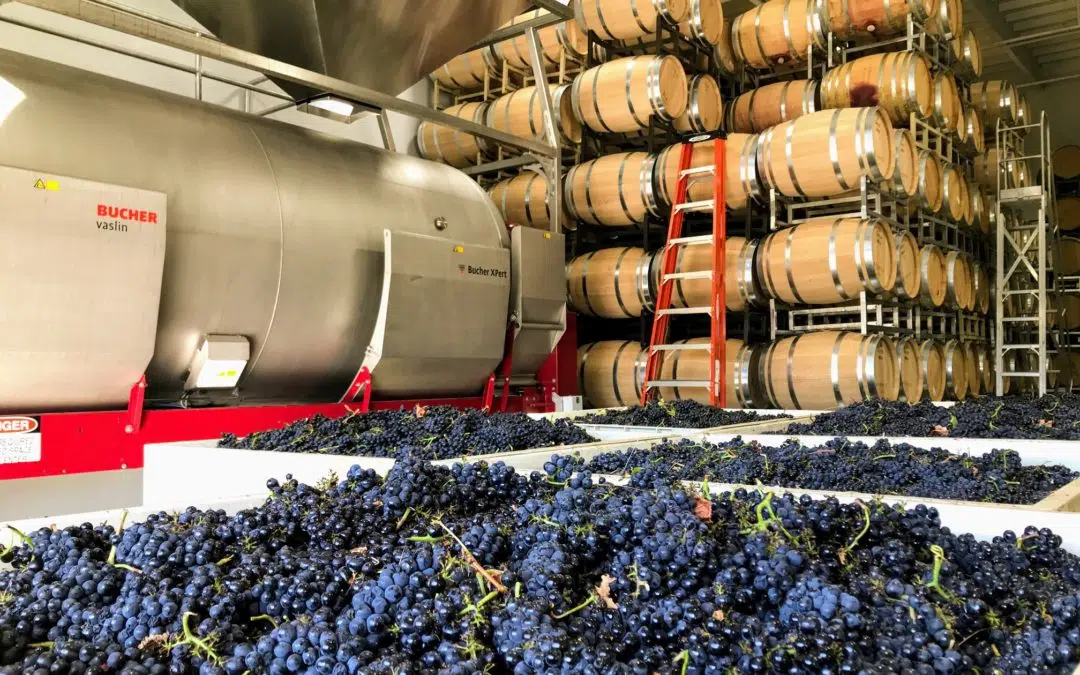 Harvest2019_GrapesInBins