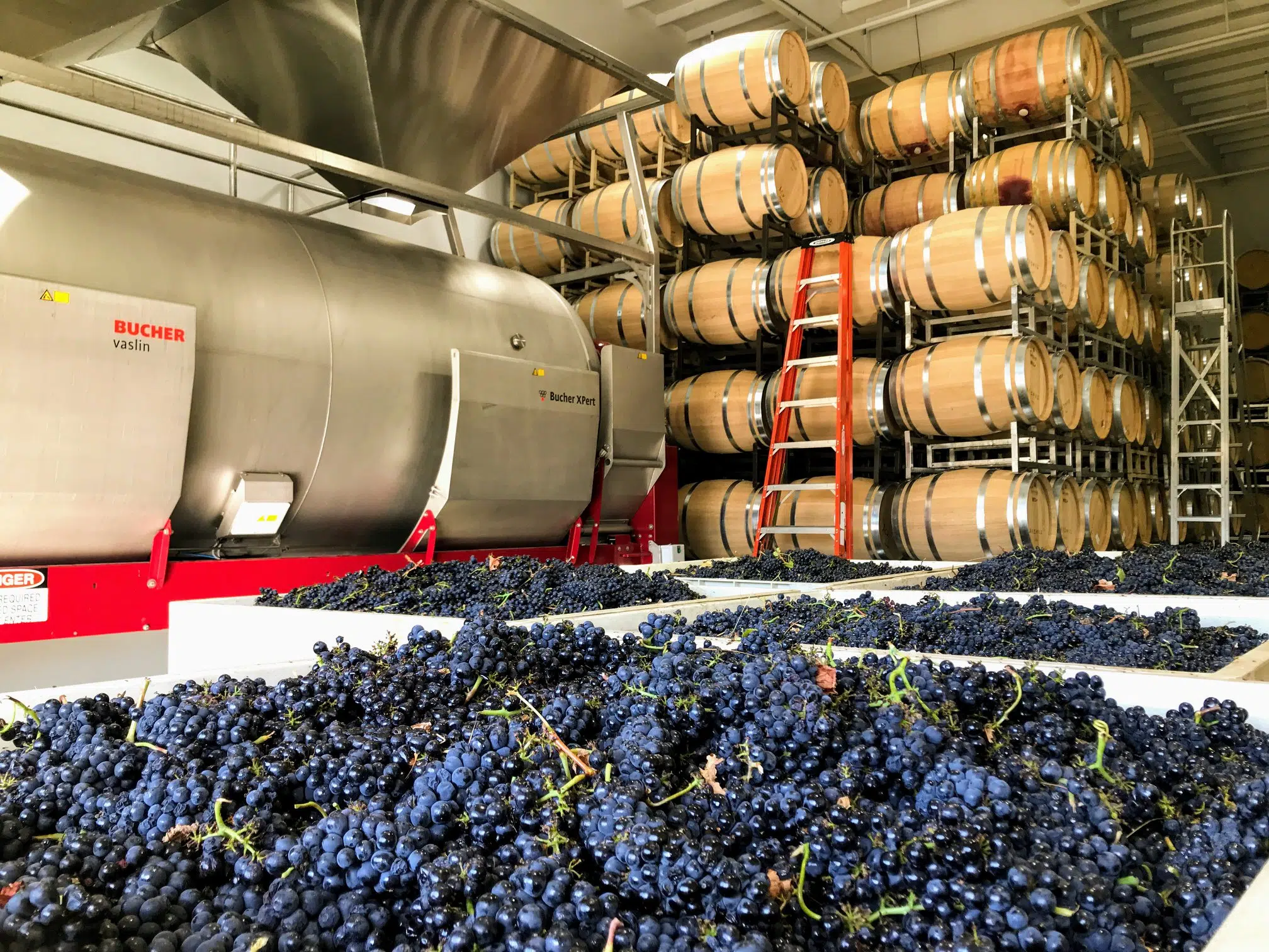 Harvest2019_GrapesInBins