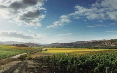 Howell Mountain Cabernet & AVA Highlight