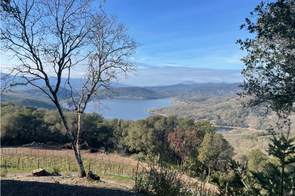 Gandona Estate vineyard and lake view from the Estate.