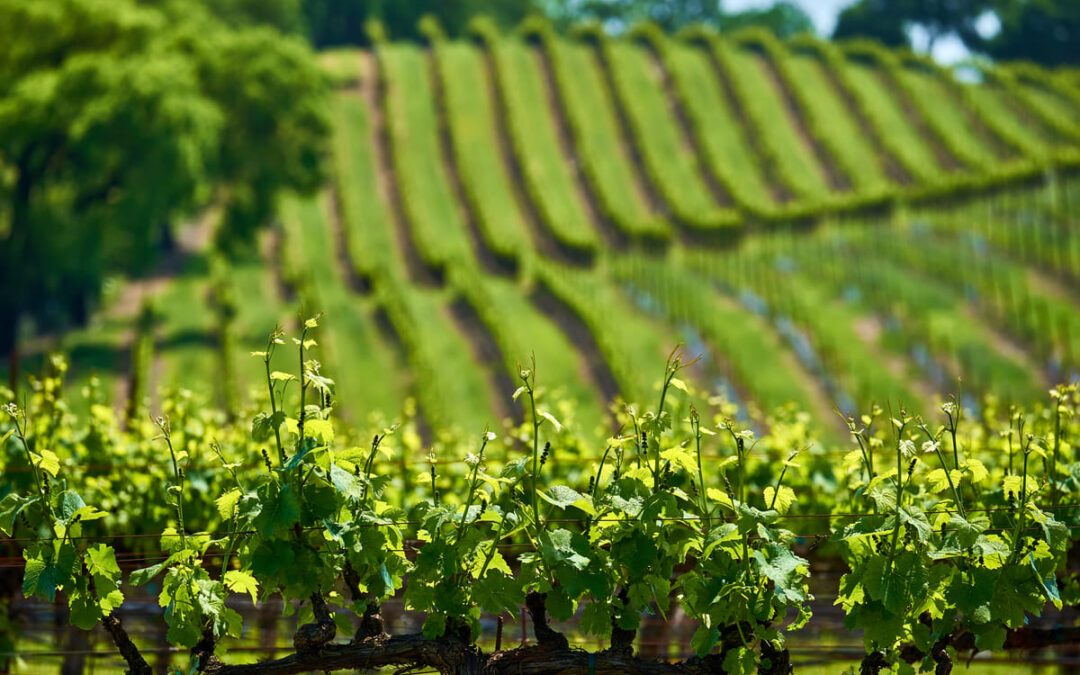 rolling hills of vineyards