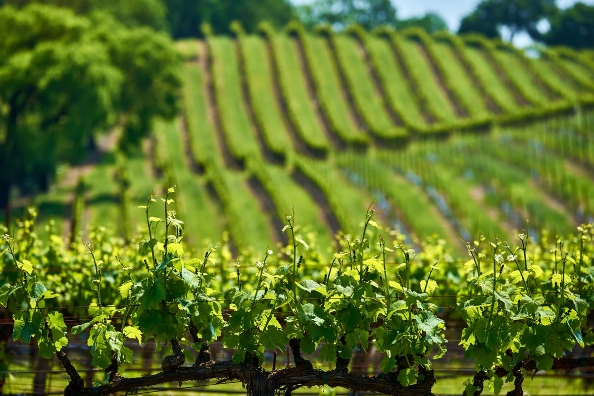 07-24 A High Altitude Adventure Exploring The Allure of Howell Mountain AVA wines rolling hills of vineyards