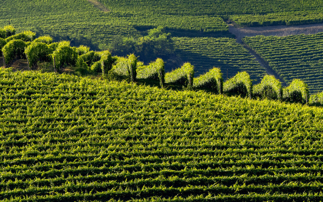 hills of vineyards