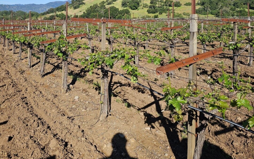 vineyards with mountain behind