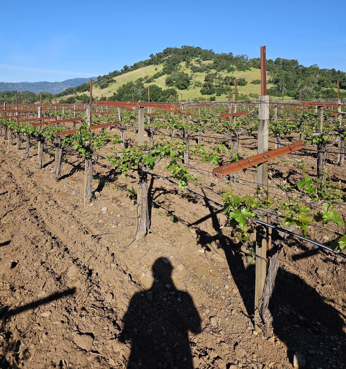 vineyards with mountain behind