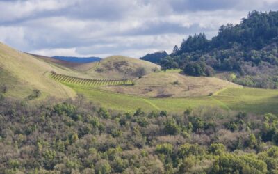 A Hidden Gem Unveiling the Unique Mt. Veeder AVA Wines