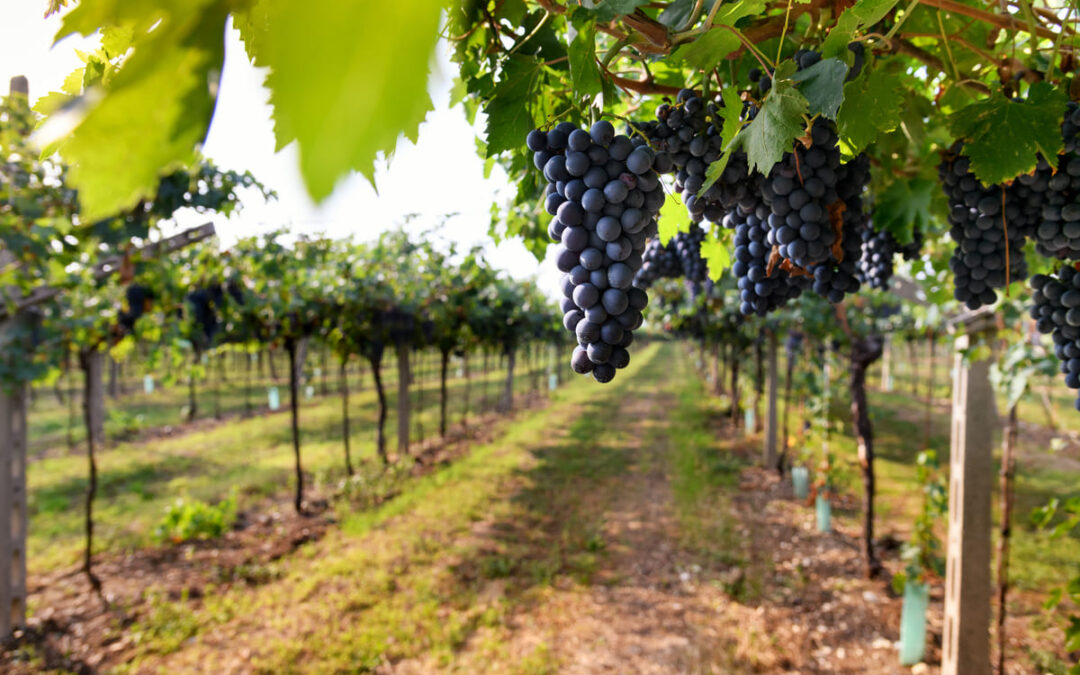 ripe grapes on vineyard