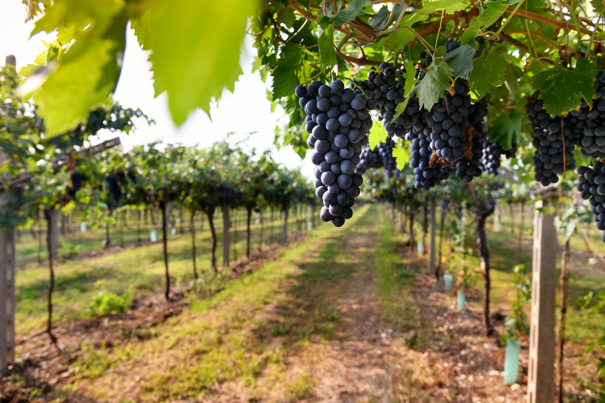 ripe grapes on vineyard