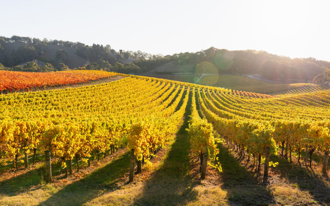 vineyards in the fall