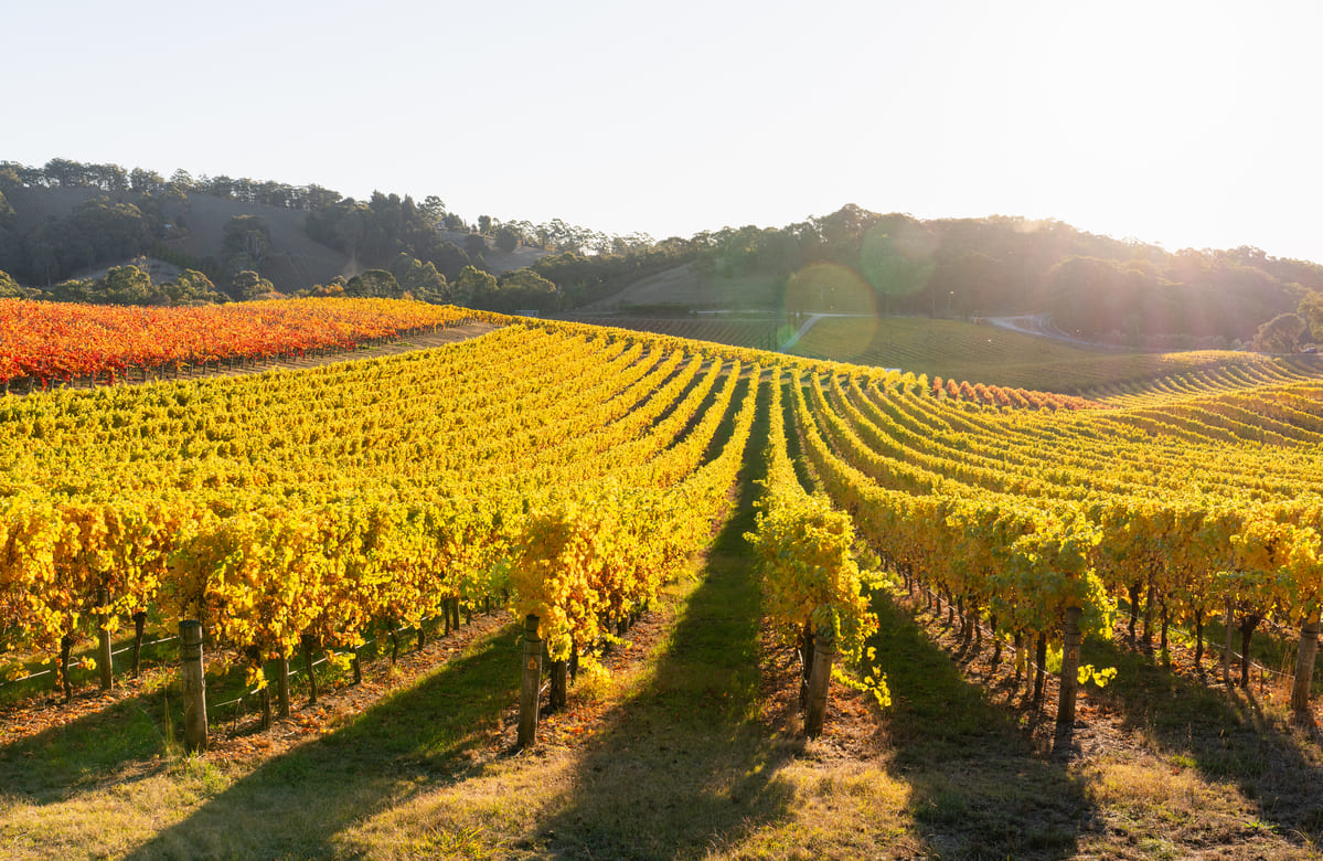 vineyards in the fall