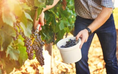 Yountville AVA Wines: Cabernet Sauvignon’s Stage for Elegance