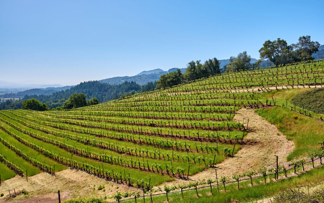 vineyard rows on hill