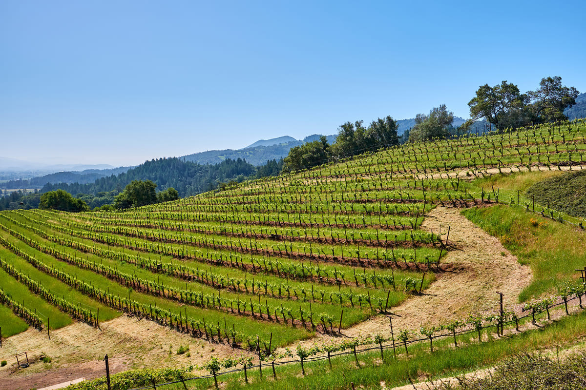 vineyard rows on hill