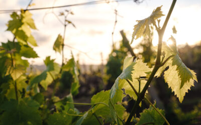 Calistoga AVA Wines: Where Volcanic Soils Forge Bold Wines