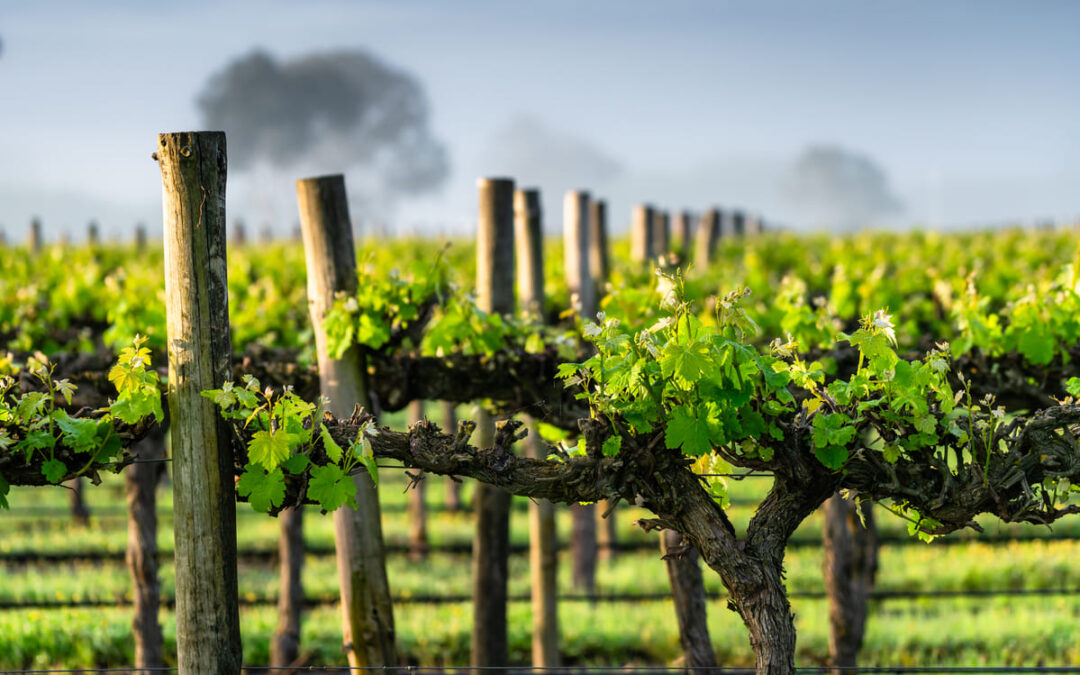 grape vines with clouds in back