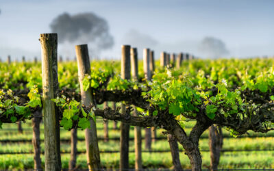 Diamond Mountain District AVA: Wines Forged in the Clouds