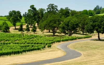 Oak Knoll AVA Wines: Where Nuance Finds Its Voice