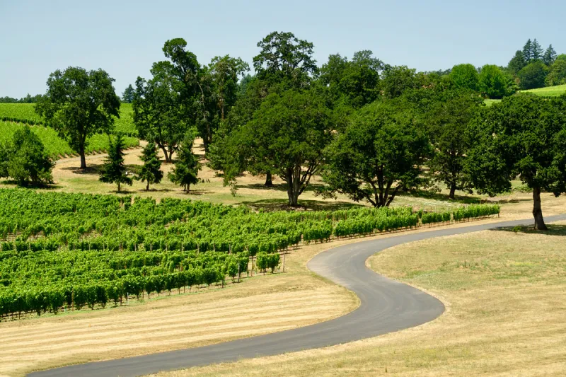 Oak Knoll AVA Wines: Where Nuance Finds Its Voice