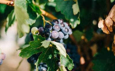 Napa Valley AVA Guide: How Does Each Region Shape the Character of Napa Cabernet Sauvignon?